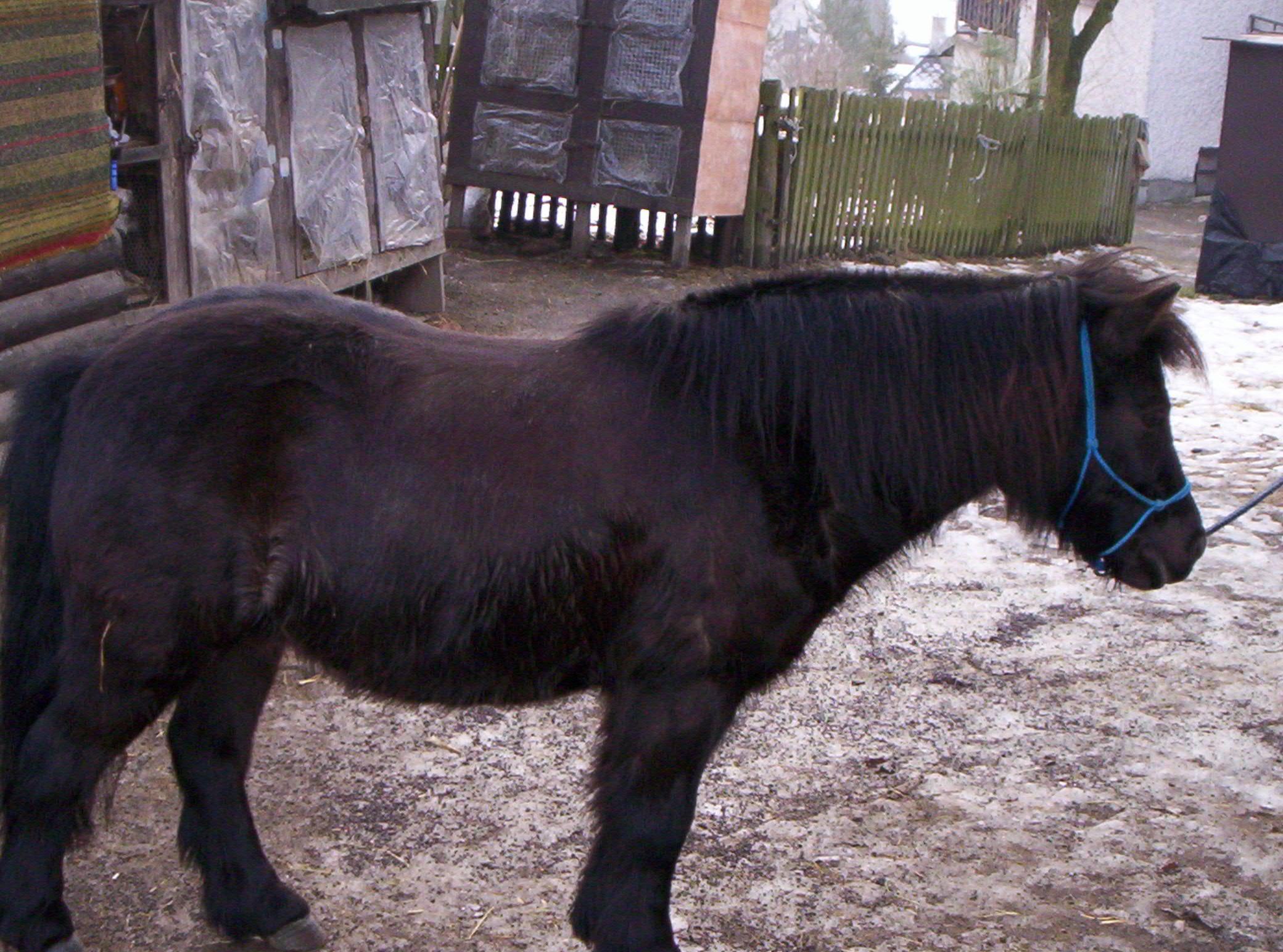 Mišík